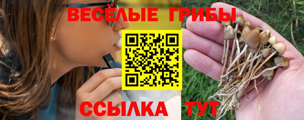 купить   Вход с VPN  Раменское  Псилоцибиновые грибы GOLDEN TEACHER 